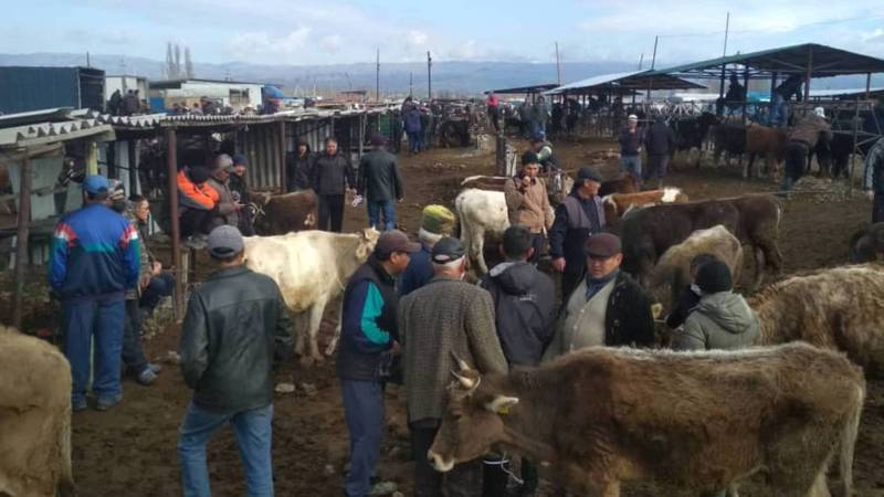 Вчера скотный рынок в Токмоке работал несмотря на карантин, - житель