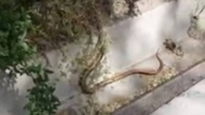 В 7 мкр жители обнаружили змею. Видео