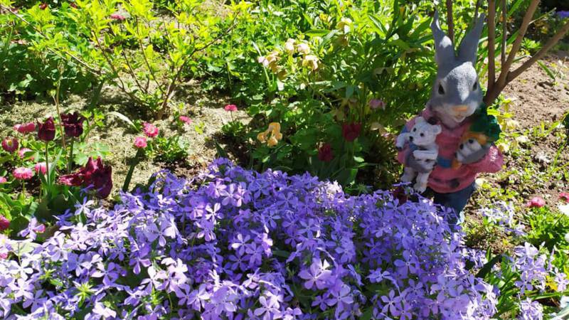 Дивный цветочный сад в огороде жительницы села Лебединовка. Фото