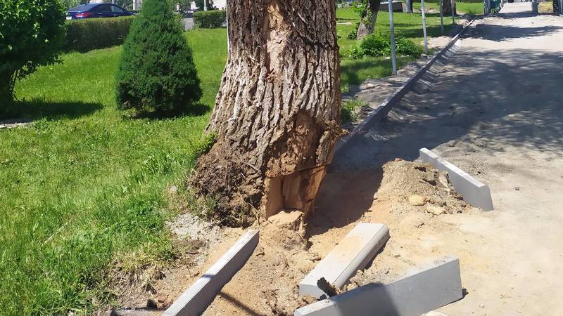 На проспекте Айтматова из-за ремонта тротуара страдают деревья, - горожанин. Фото