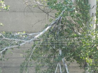 На электропроводах над тротуаром по ул. Гоголя висит сломанная ветка <b>(фото)</b>