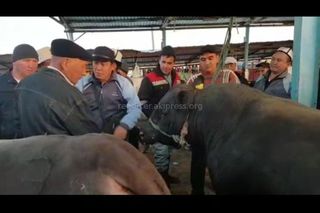 Видео — На скотном рынке в Жалал-Абаде продают бычка за 200 тыс. сомов