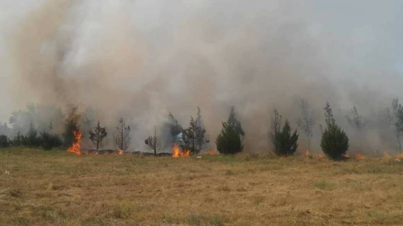 В парке «Ынтымак» сгорело сухотравие и саженцы на территории 1 га, - МЧС. Фото