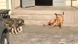 Жительница мкр Солнечный жалуется на бродячих собак