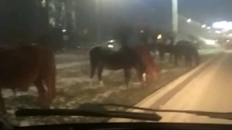 На газоне на Южной магистрали пасутся лошади. Видео