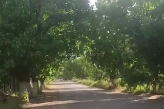 Видео — В селе Кенеш в Жалал-Абаде можно увидеть сказочную красоту, которую создают ореховые деревья