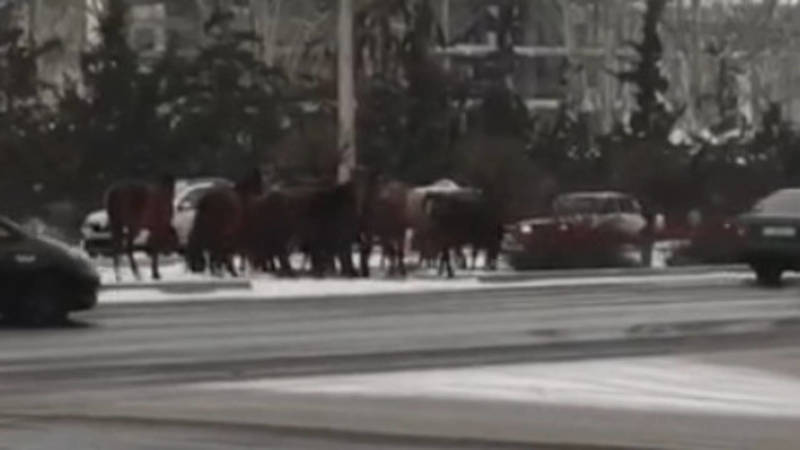 На Южной магистрали вновь появились лошади, патрульные и горожане их разогнали. Видео