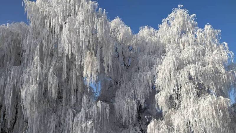 Зимняя сказка в село Ровное Чуйской области. Фото местного жителя