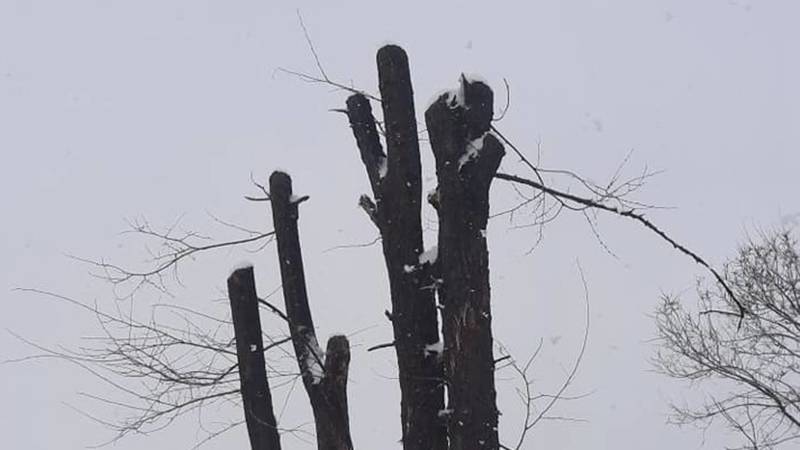 В Токмоке обрубили кроны деревьев. Фото горожанки Айзады