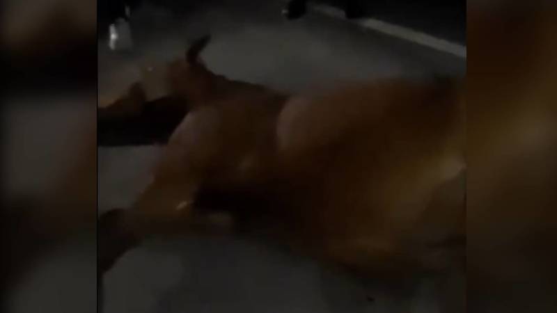 Ночью на дороге в Чон-Арык сбили лошадь
