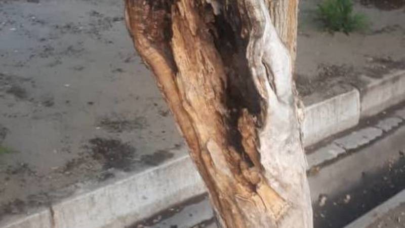 Горожанка просит спилить аварийное дерево на Ибраимова. Фото