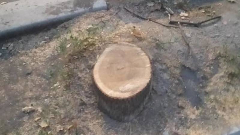 На Турусбекова спиливают деревья, а новые на сажают. Фото горожанина Михаила