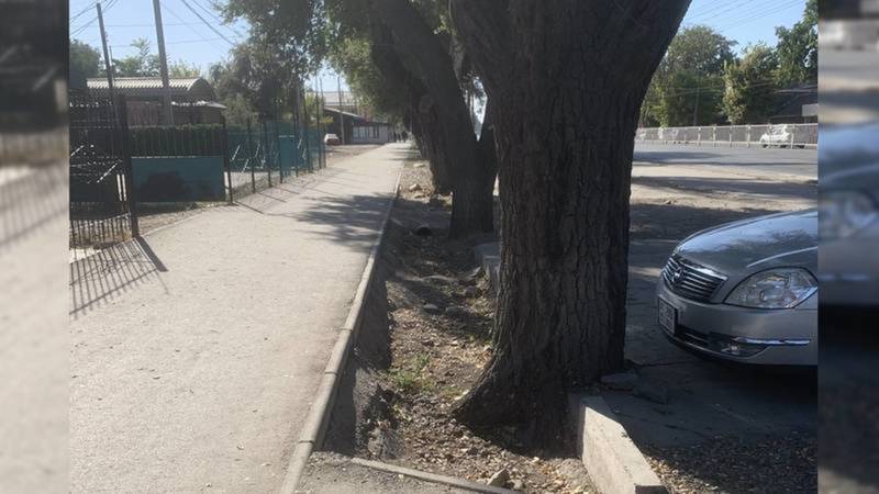 Мэрия Бишкека подтвердила, что на Дэн Сяопина отсутствует полив деревьев