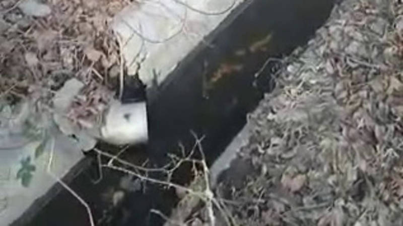 На Сеченова горожанин подключил канализационный сток к арыку. Видео