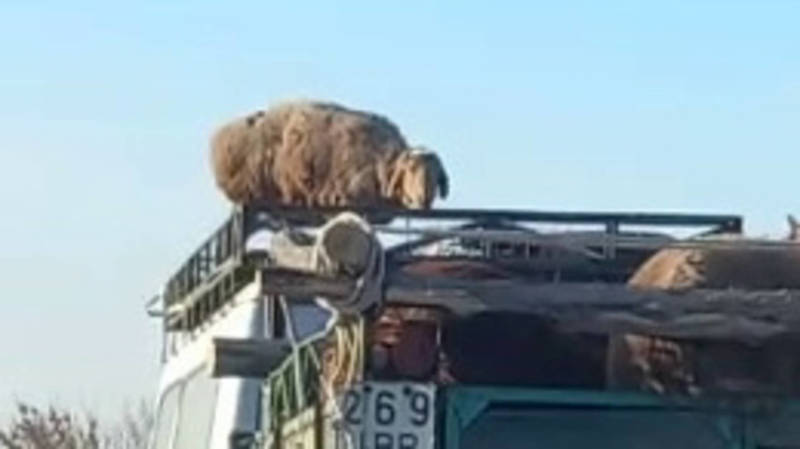 Водитель везет барана на крыше своего буса. Видео