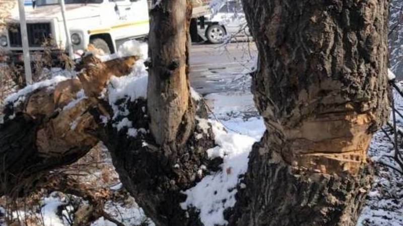 Упавшее дерево на Фрунзе кто-то хотел спилить, но не успел. Ответ «Бишкекзеленхоз»