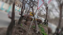Бишкекчанка просит убрать аварийное дерево возле железнодорожного вокзала