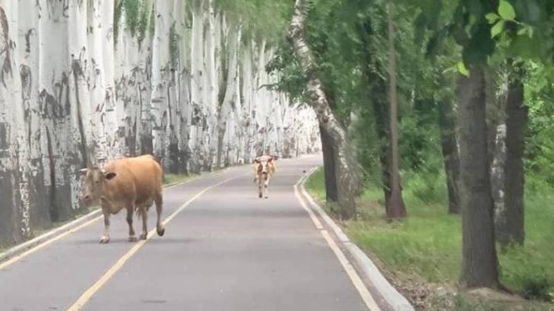 На велодорожке на Айтматова гуляют коровы. Видео
