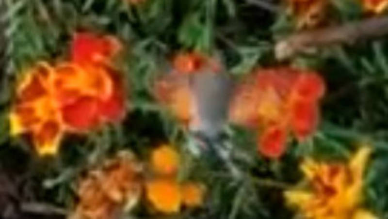 Горожанин заснял бабочку бражник в саду. Видео