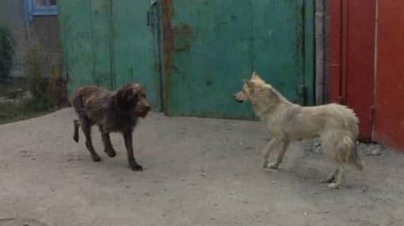 Горожанин жалуется на собак в Почтовом переулке. Фото