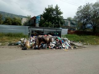 Фото — В селе Воронцовка напротив православного храма не забирают мусор