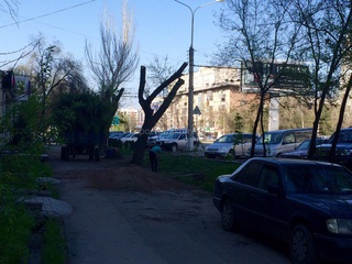 На улице Ибраимова на выходных спилили деревья, в грузовике были видны не сухие ветки, - читатель <b><i>(фото)</i></b>