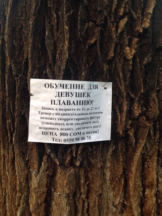 На бульваре Эркиндик вдоль всей аллеи на деревья гвоздями поприбивали рекламу, - читатель <b><i>(фото)</i></b>
