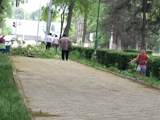 <b>Кыргызча:</b> При падении дерево на Молодой Гвардии чуть не придавило людей <b><i>(фото)</i></b>