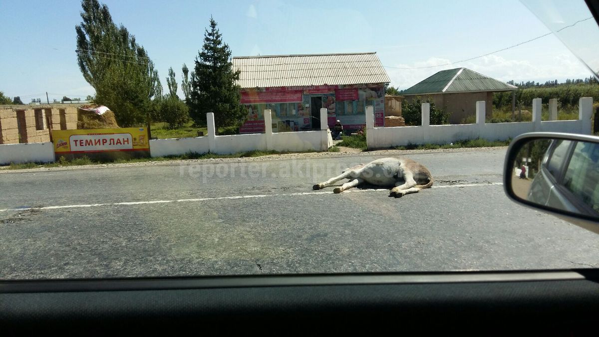 На автодороге в Иссык-Кульской области водитель сбил осла, - читатель (фото)