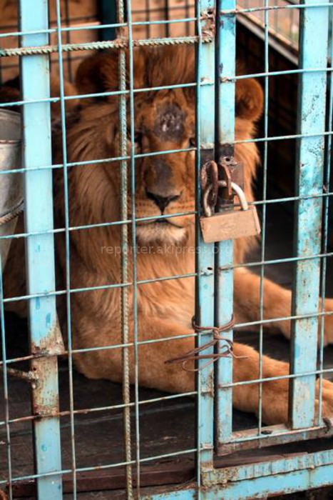 Скорее зоопарк. Зоопарк Лев Симба. Simba зоопарк. Зоопарк Чита. Зоопарк Каракол.