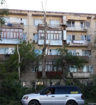 В Бишкеке беспорядочно производят обрезку деревьев <i>(фото)</i>