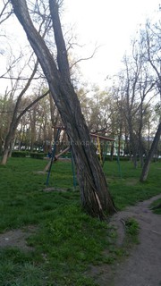 В сквере им.Тоголок Молдо рядом со спортплощадкой стоит большое сухое дерево - читатель (фото)