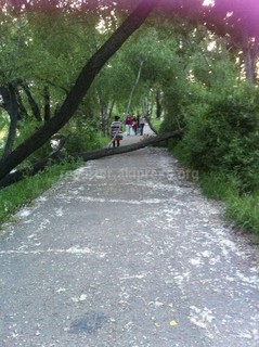 На тротуар вдоль канала в мкр Аламедин-1 упало дерево <i>(фото)</i>