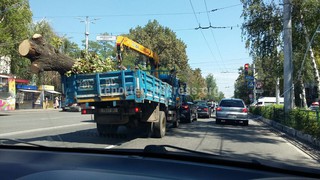 Спиленное дерево, которое перевозили в грузовой машине с госномером 7817 ВС, вырубили законно, - мэрия города Бишкек