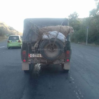 Водитель УАЗа привязал барана на запасное колесо сзади <i>(фото)</i>