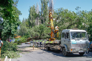 «Зеленстрой» озвучил причину падения дерева на Тыныстанова-Московской, упавшее на 2 автомашины <i>(фото)</i>