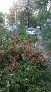 «Зеленстрой» Бишкека срубил несколько больших деревьев в военном городке (фото)