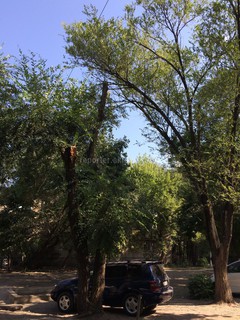 Бишкекчанин просит обследовать деревья во дворе дома N48 по ул.П.Лумумбы (фото)