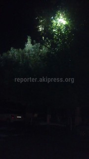 Ошанин просит обрезать ветки деревьев на ул.Курманджан датка, которые закрывают фонари ночного освещения (фото)