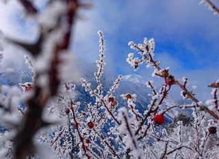 Фото – Природа Кыргызстана зимой во всей красе
