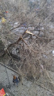 На ул.Киевской напротив дома №39 надломлены 2 ветки деревьев над пешеходной дорожкой (фото)