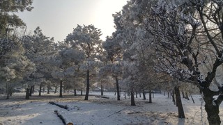 Деревья в сквере близ площади Победы упали от тяжести снега, затем «Зеленстрой» спилил их, - мэрия Бишкека