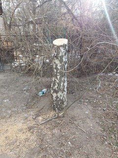 В жилгородке Совмина в Бишкеке производится вырубка многолетних деревьев, - читатель <i>(фото)</i>