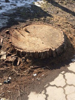 На участке улицы Московской в Бишкеке вырубили деревья (фото)