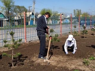 Сколько деревьев было посажено в 2016 году в Бишкеке? - читатель