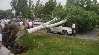 В Бишкеке ветер повалил деревья, несколько автомашин повреждены <b><i>(фото, видео)</i></b>