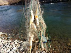 На реке Суусамыр ставят сети во время нереста