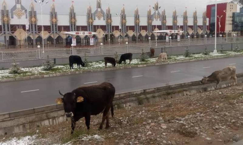 Фото — Коровы пасутся на зеленой зоне ипподрома в Чолпон-Ате