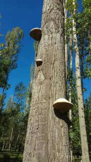 На деревьях в роще села Тамга наблюдается нашествие грибов, - читатель <i>(фото)</i>