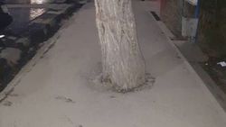 Фото — В Бишкек на улице Токтогула замуровали в асфальт дерево